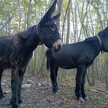 Nyaraló Fangorn Castelli