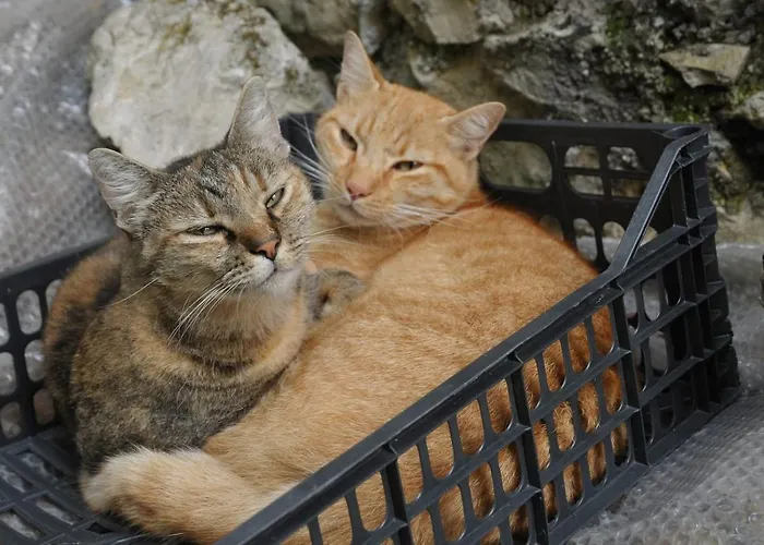 Fangorn Prázdninový dům *