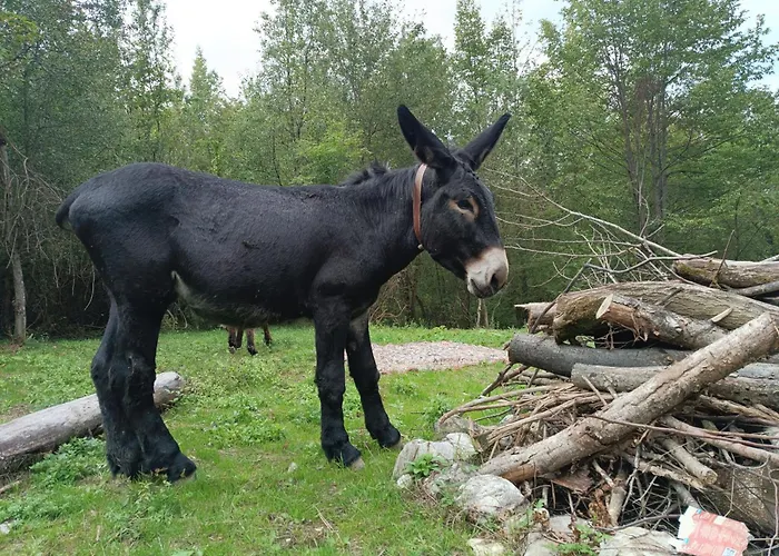 Fangorn Prázdninový dům