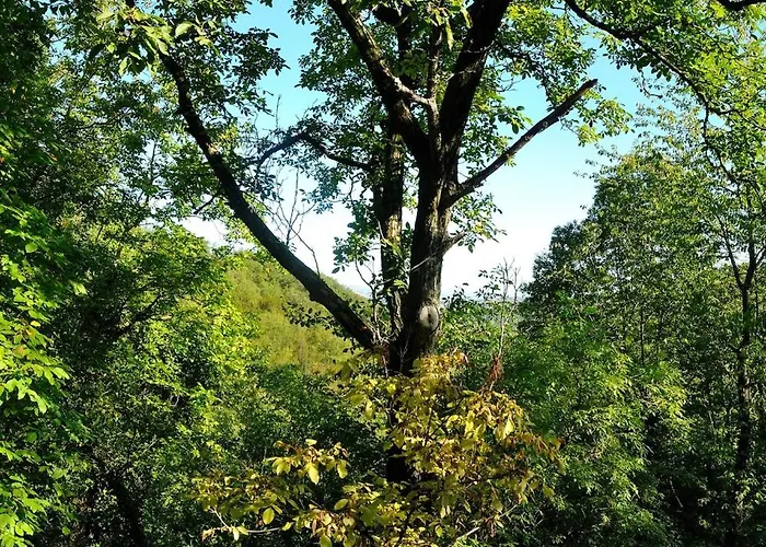 Fangorn Prázdninový dům