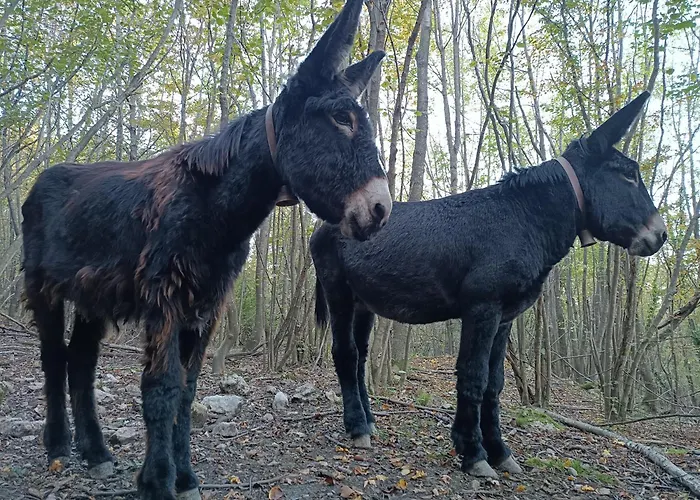 Prázdninový dům Fangorn Castelli